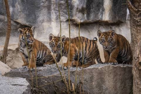 Entertainment Bilder der Woche KW47 Entertainment Bilder des Tages Am 22.11.2018 erhielten die vier am 04.08.2018 im Tierpark Berlin-Friedrichsfelde geborenen Sumatra-Tigerbabys (Panthera tigris sumatrae) die Namen Kiara, Oscar, Willi und Seri. Sumatra-Tiger gehören zu den seltensten Großkatzen der Welt. Nach Schätzungen leben nur noch 350 bis 450 Tiger in den Regenwäldern Sumatras in Freiheit. Volker Hohlfeld Tiger-Taufe *** On 22 11 2018 the four Sumatra tiger babies Panthera tigris sumatrae born on 04 08 2018 in the zoo Berlin Friedrichsfelde received the names Kiara Oscar Willi and Seri Sumatra Tiger belong to the rarest big cats of the world According to estimates only 350 to 450 tigers live in the rain forests of Sumatra in freedom Volker Hohlfeld Tiger Baptism