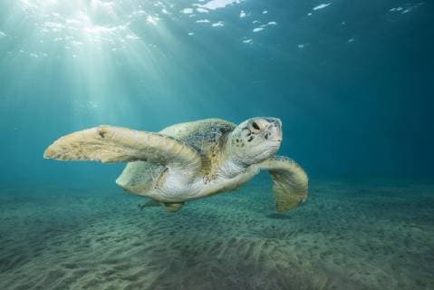  Suppenschildkröte (Chelonia mydas) schwimmt über Sandboden im blauen Wasser, Rotes Meer, Marsa Alam, Ägypten, Afrika *** Soup turtle Chelonia mydas swims above sandy bottom in blue water Red Sea Marsa Alam Egypt Africa Copyright: imageBROKER/AndreyxNekrasov ibxaaa04779589.jpg