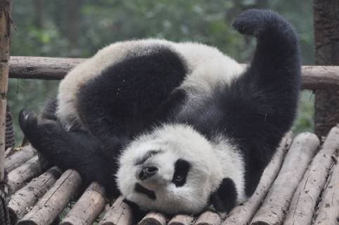 Entertainment Bilder der Woche KW48 Entertainment Bilder des Tages CHENGDU, CHINA - NOVEMBER 25: A giant panda lies on the wood at Chengdu Research Base of Giant Panda Breeding on November 25, 2018 in Chengdu, Sichuan Province of China.  Copyright: xVCGx CFP111178250802