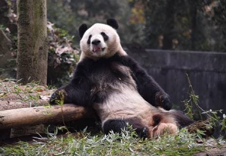 November 28, 2018 - Hangzh, Hangzh, China - Hangzhou, CHINA-Adorable giant pandas at Hangzhou Zoo in Hangzhou, east ChinaÃ¢â‚¬â ¢s Zhejiang Province. Hangzh China  - ZUMAs145 20181128_zaa_s145_086 Copyright: xLianxGuoqingx