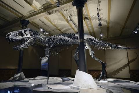 The best preserved skeleton of the Tyrannosaurus rex or T rex Tristan Otto Museum of Natural History Berlin Museum of Natural History Germany Europe Copyright: imageBROKER/IngoxSchulz iblisb04337459.jpg