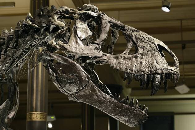 Skull of the best preserved skeleton of Tyrannosaurus rex or T rex Tristan Otto Naturkundemuseum Museum für Naturkunde Berlin Deutschland Europa Copyright: imageBROKER/IngoxSchulz iblisb04337480.jpg