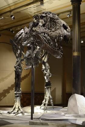 The best preserved skeleton of the Tyrannosaurus rex or T rex Tristan Otto Museum of Natural History Berlin Museum of Natural History Germany Europe Copyright: imageBROKER/IngoxSchulz iblisb04337481.jpg