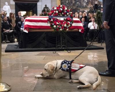 News Themen der Woche KW49 Entertainment Bilder des Tages Sully, the service dog for former President George H. W. Bush, rests in front of the coffin as the 41st president lies in state at the U.S. Capitol Rotunda, in Washington, D.C. on December 4, 2018. There will be a State Funeral at the National Cathedral on Wednesday, December 5, 2018.  WAP20181204122 PATxBENIC