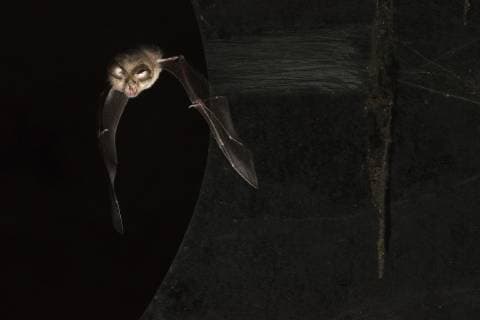 Kleine Hufeisennase (Rhinolophus hipposideros), im Flug bei Nacht, Ungarn Lesser horseshoe bat (Rhinolophus hipposideros), flying in the night, Hungary BLWS508549 Copyright: xblickwinkel AGAMI R.xdexJongx