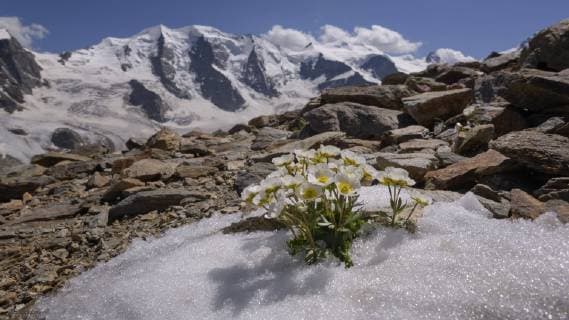 Glacier buttercup Ranunculus glacialis blooming in snow field behind Piz Palü Bellavista Diavolezza Eastern Alps Engadine Switzerland Europe Copyright: imageBROKER/BerndxZoller ibxbzo04796287.jpg
