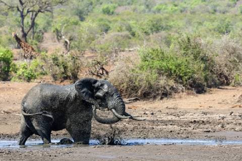 Afrikanischer Elefant (Loxodonta africana), nimmt ein Schlammbad, Suedafrika, Mpumalanga, Kruger Nationalpark African elephant (Loxodonta africana), mud bathing, South Africa, Mpumalanga, Kruger National Park BLWS509409 Copyright: xblickwinkel AGAMI C.xPiekx