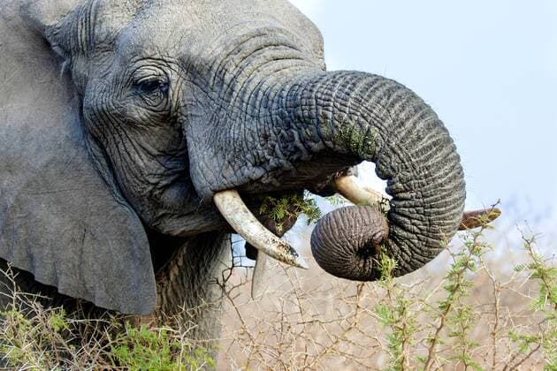 Afrikanischer Elefant (Loxodonta africana), frisst von einem Dornenstrauch, Portraet, Suedafrika, Mpumalanga, Kruger Nationalpark African elephant (Loxodonta africana), feeding from a thornbush, portrait, South Africa, Mpumalanga, Kruger National Park BLWS509504 Copyright: xblickwinkel AGAMI C.xPiekx