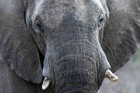 Afrikanischer Elefant (Loxodonta africana), Portraet, Vorderansicht, Suedafrika, Mpumalanga, Kruger Nationalpark African elephant (Loxodonta africana), portrait, front view, South Africa, Mpumalanga, Kruger National Park BLWS509529 Copyright: xblickwinkel CarolinexPiekx