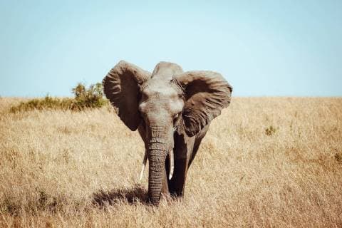 October 6, 2018 - Kenya - Young elephant seen at Masai Mara National Reserve in Kenya..Maasai mara national reserve is an area of preserved savannah in southernwestern Kenya. Kenya - ZUMAs197 20181006_zab_s197_011 Copyright: xLorenaxDexLaxCuestax