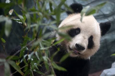 (181220) -- HUANGSHAN, Dec. 20, 2018 (Xinhua) -- A giant panda rests at a panda theme park in Huangshan City, east China s Anhui Province, Dec. 20, 2018. Giant pandas Hualong and Huihui from Sichuan s China Conservation and Research Center for the Giant Panda arrived at Huangshan City on Thursday. They will meet with visitors after 2-4 weeks of adaptive phase. (Xinhua Shi Yalei) CHINA-ANHUI-HUANGSHAN-GIANT PANDA (CN) 