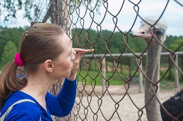  woman feeding ostrich model released Symbolfoto  Copyright: xolinchukx Panthermedia15393127