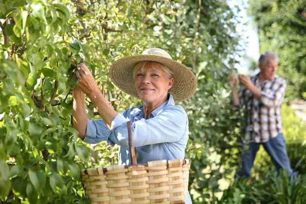  Senior woman picking pears from tree model released Symbolfoto  Copyright: xGoodluzx Panthermedia17816994
