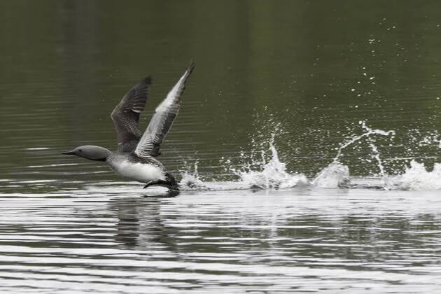 Star diver starts Gavia stellata Red throated Diver starts Gavia stellata McPBAS McPBAS