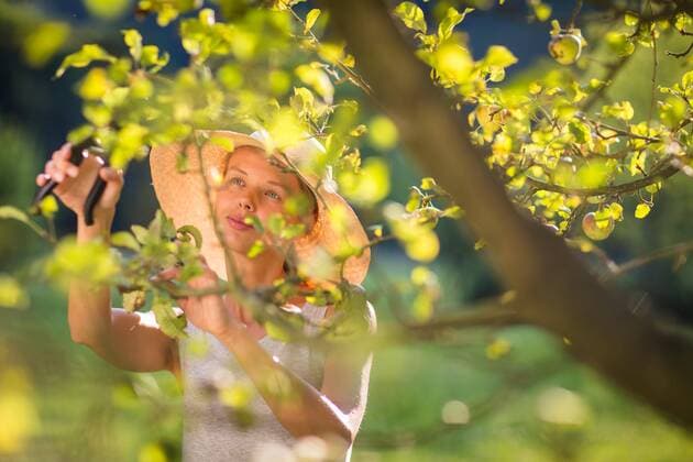  Pretty, young woman gardening in her garden, cutting branches, preparing the orchard for the winter model released Symbolfoto  Copyright: xLightpoetx Panthermedia20336085