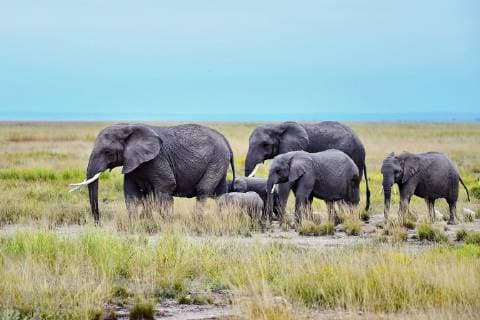 KENYA - JULY 25: African elephants (Loxodonta africana) on the grassland on July 25, 2018 in Kenya.  Copyright: xVCGx CFP111183543670