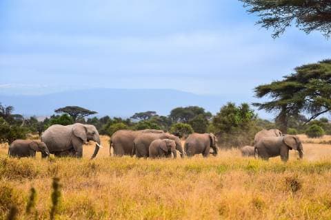 KENYA - JULY 25: African elephants (Loxodonta africana) on the grassland on July 25, 2018 in Kenya.  Copyright: xVCGx CFP111183543672