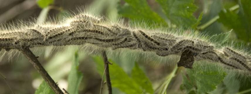 Eichenprozessionsspinner, Eichen-Prozessionsspinner (Thaumetopoea processionea), Niederlande oak processionary moth (Thaumetopoea processionea), Netherlands BLWS511114 Copyright: xblickwinkel AGAMI H.xBouwmeesterx