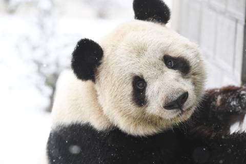 (190109) -- HEFEI, Jan. 9, 2019 -- Giant panda Liang Liang is seen at the snow-covered wild animal zoo of Hefei, capital of east China s Anhui Province, Jan. 9, 2019. ) CHINA-ANHUI-SNOW-GIANT PANDA (CN) ZhangxDuan 