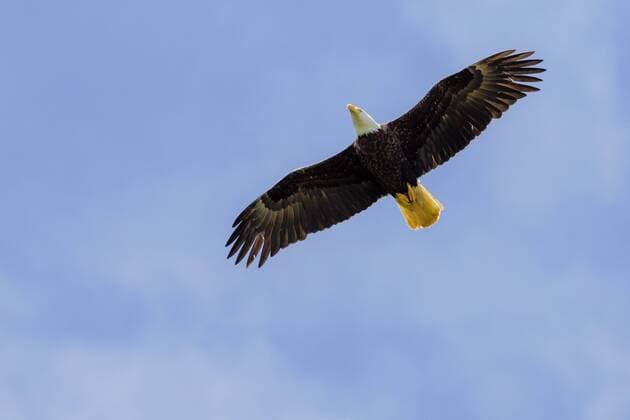 View from below of a single flying bald eagle?(Haliaeetus leucocephalus) against the sky, Tofino British Columbia Canada Copyright: BenxGirardi GIEN004578