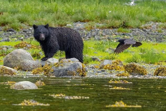 Beautiful nature photograph of a black bear (Ursus americanus) and a raven, Tofino British Columbia Canada Copyright: BenxGirardi GIEN004617