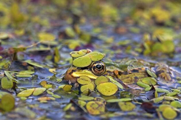 Wasserfrosch, Teichfrosch (Rana kl. esculenta, Rana esculenta, Pelophylax esculentus), im Wasser bedeckt von Teichlinsen, Niederlande European edible frog, common edible frog (Rana kl. esculenta, Rana esculenta, Pelophylax esculentus), hiding under duckweed, Netherlands BLWS512023 Copyright: xblickwinkel AGAMI R.xOlivierx