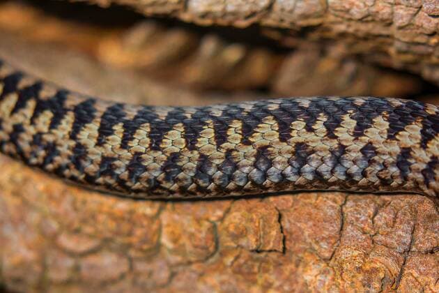 Kreuzotter, Kreuz-Otter (Vipera berus), Koerperzeichnung, Detail, Deutschland, Bayern, Oberpfalz Adder, common viper, common European viper, common viper (Vipera berus), markings of the body, detail, Germany, Bavaria, Oberpfalz BLWS511843 Copyright: xblickwinkel R.xSturmx