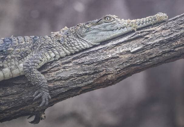 An Australian crocodile lies on a tree trunk on Sunday 30 12 2018 in its enclosure at Dresden Zoo