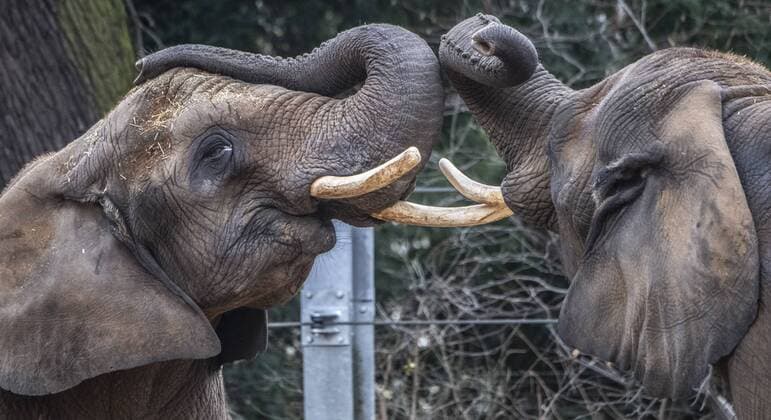 The elephant ladies Mogli l and Sawu will play on Sunday 30 12 2018 in their enclosure at the Dresden Zoo