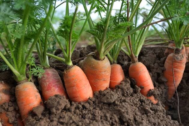 Fotos des Feldgemüses Biokarotte- (Biomöhre) im Bundesland Sachsen-Anhalt am Nordharz. Fotos Biokarotten auf einem Feld in Sachsen-Anhalt. *** Photos of the field vegetable Biocarrot Biomöhre in the federal state Saxony Anhalt am Nordharz Photos of Biocarrots in a field in Saxony Anhalt