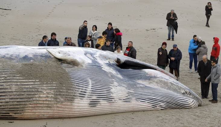 News Themen der Woche KW03 News Bilder des Tages Several people looks at a 17-meters long dead whale on Balares Beach, in the village of Ponteceso, A Coruna, Galicia, northwestern Spain, 20 January 2019. Several residents went to the beach to see the canvass, which were found out a day before. A dead whale appears on Balares beach !ACHTUNG: NUR REDAKTIONELLE NUTZUNG!  Copyright: xLavandeirax GRAF1777 20190120-636835909936394436