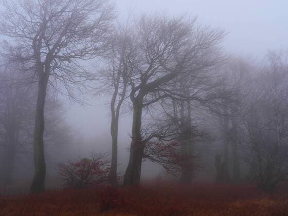 Buchenwald am Stuermer im Herbstnebel, Tschechien, Erzgebirge, Mikulov beech forest on Bourak in autumnal mist, Czech Republic, Erz Mountains, Mikulov BLWS512927 Copyright: xblickwinkel S.xMeyersx