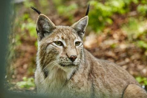 Ein Wochenende in Bad Harzburg, 31.5.2017 Luchse im Natonalpark mit Forstwirt Ralf Vojtisek *** A weekend in Bad Harzburg 31 5 2017 Lynx in the Natonalpark with forester Ralf Vojtisek Handelmann