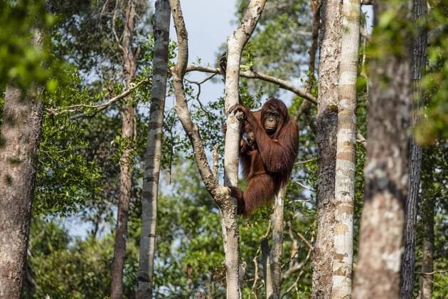 Borneo Orang Utan Pongo pygmaeus Mother with young National Park Tanjung Puting Central Kalimantan Borneo Indonesia Asia Copyright: imageBROKER/SonjaxJordan ibxjor04807319.jpg