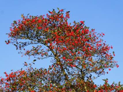 Echte Mehlbeere (Sorbus aria), fruchtend, Deutschland, Niedersachsen, Ostfriesland common whitebeam (Sorbus aria), fruiting, Germany, Lower Saxony, East Frisia BLWS514302 Copyright: xblickwinkel H.xBaesemannx