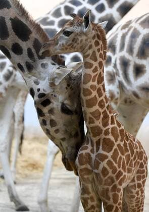 Entertainment Themen der Woche Entertainment Bilder des Tages A four day old Rothschild giraffe calf was introduced for the first time to the public by Prague Zoo, Czech Republic, January 29, 2019. (CTKxPhoto OndrejxDeml) CTKPhotoP201901290384401  dml 004