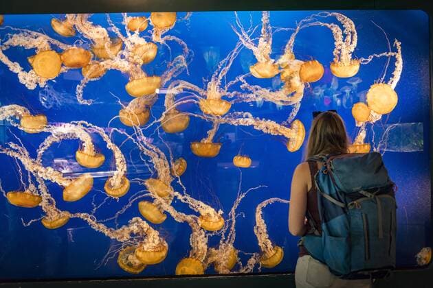 Visitor in front of an aquarium with Japanese compass jellyfish Chrysaora pacifica Occurrence Pacific Aquarium Vancouver British Columbia Canada North America Copyright: imageBROKER/MoritzxWolf ibxmmw04826812.jpg