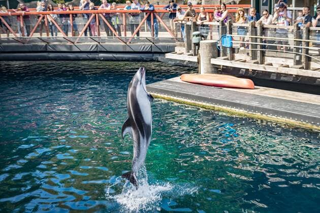 White stripe dolphin Lagenorhynchus obliquidens jumps out of the water at a dolphin show Vancouver Aquarium in Stanley Park Vancouver British Columbia Canada North America Copyright: imageBROKER/MoritzxWolf iblmmw04826847.jpg