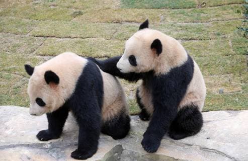 February 5, 2019 - Nanton, Nanton, China - Nantong,CHINA-Two adroable giant pandas at Nantong Forest Wildlife Zoo in Nantong, east ChinaÃ¢â‚¬â ¢s Jiangsu Province. Nanton China  - ZUMAs145 20190205_zaa_s145_133 Copyright: xXuxCongjunx