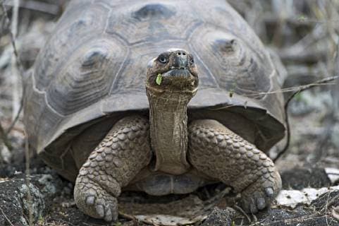 Galapagos-Riesenschildkröte (Chelonoidis nigra ssp) in situ, Insel Isabela, Galapagos Inseln, Ecuador *** Galapagos giant tortoise (Chelonoidis nigra ssp), in situ, Isabela Island, Galapagos Islands, Ecuador