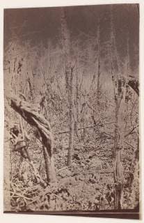 The Wilderness Battlefield , 1865 67, Albumen silver print from glass negative, Image: 4 15 16 × 3 1 4 in. (12.5 × 8.2 cm), Photographs, Unknown, Possibly by Alexander Gardner (American, Glasgow, Scotland 1821 1882 Washington, D.C.), The Battle of the Wilderness was fought May 5-7, 1864, in the same Virginia forest disputed a year before in the Chancellorsville campaign. When the soldiers took their positions in the woods, the ground was already littered with skulls Copyright: Artokoloro AM170720_053151