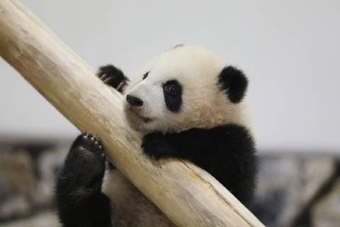 (190214) -- WAKAYAMA, Feb. 14, 2019 (Xinhua) -- Giant panda Saihin plays on the slide, her half-year-old gift at the Adventure World in Shirahama, Wakayama, Japan, Feb. 14, 2019. Born on August 14, 2018, Saihin is 90 centimeters in length and weighs 9.86 kilograms now. (Xinhua Du Xiaoyi) JAPAN-WAKAYAMA-PANDA-HALF BIRTHDAY 