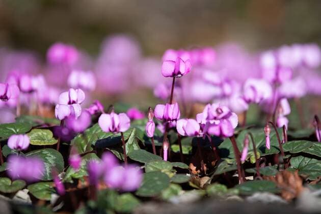 Frühlingserwachen im Botanischen Garten in Jena Thüringen bei strahlendem Sonnenschein am 14.2.2019 Blühende Frühlings Alpenveilchen (Cyclamen coum) im Sonnenlicht. Botanischer Garten *** Spring awakening in the Botanical Garden in Jena Thuringia in bright sunshine on 14 2 2019 Flowering spring cyclamen Cyclamen coum in sunlight Botanical Garden