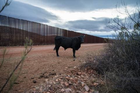 A cow stands in the middle of the road in Naco, Arizona near the border fence that divides the US and Mexico on February 14, 2019.  NAC2019021408 ARIANAxDREHSLER