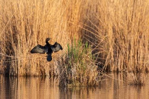 Pygmy Cormorant sits on reed stalks and dries the plumage McPVLZ McPVLZ