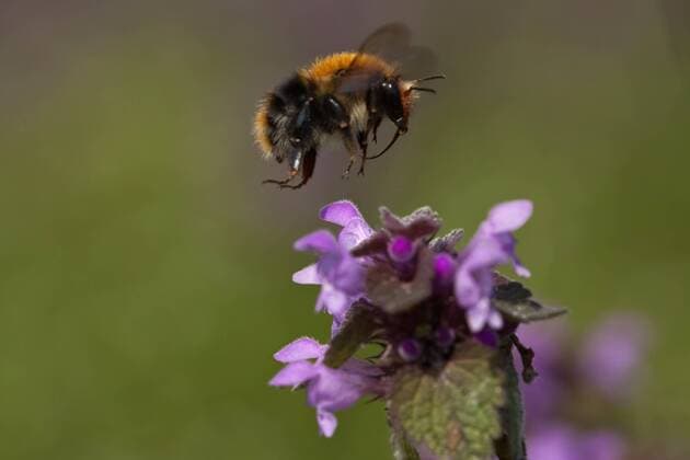 Ackerhummel, Acker-Hummel, Feldhummel, Feld-Hummel (Bombus pascuorum, Bombus agrorum, Megabombus pascuorum), naehert sich einer Taubnessel, Lamium purpureum, Niederlande carder bee, common carder bee (Bombus pascuorum, Bombus agrorum, Megabombus pascuorum), approaching a dead-nettle, Netherlands BLWS517695 Copyright: xblickwinkel AGAMI W.xLeursx