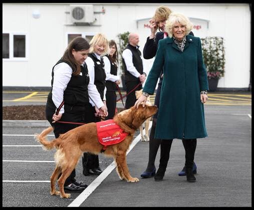 Entertainment Themen der Woche KW08 Entertainment Bilder des Tages . 20 02 2019. Great Horwood, United Kingdom. Duchess of Cornwall opens Medical Detection Dog s new centre. Camilla, The Duchess of Cornwall, Patron of the Medical Detection Dogs, open s the Medical Detection Dog s new centre in Great Horwood, Milton Keynes.  xAndrewxParsonsx xi-Imagesx IIM-19315-0006