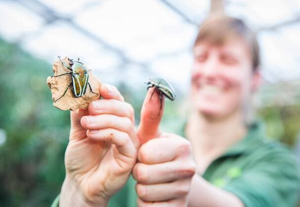Inventory at the Zoo Dresden in the Terrarium Rose Beetle
