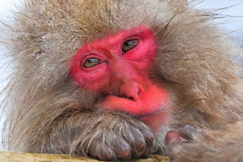 Schneeaffe, Schnee-Affe, Japanmakak, Japanmakake, Japan-Makak, Japanmakake, Japan-Makake, Rotgesichtsmakak, Rotgesichts-Makak, Rotgesichts-Makake, Rotgesichtsmakake (Macaca fuscata), badend in einer heissen Quelle im Winter, Portraet, Japan, Hokkaido Japanese macaque, snow monkey (Macaca fuscata), bathing in a hot spring in winter, portrait, Japan, Hokkaido BLWS518314 Copyright: xblickwinkel AGAMI H.xGermeraadx