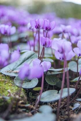 Vorfruehlings-Alpenveilchen, Vorfruehlingsalpenveilchen, Kos-Alpenveilchen, Kosalpenveilchen (Cyclamen coum), bluehend eastern cyclamen (Cyclamen coum), blooming BLWS518916 Copyright: xblickwinkel F.xTeiglerx